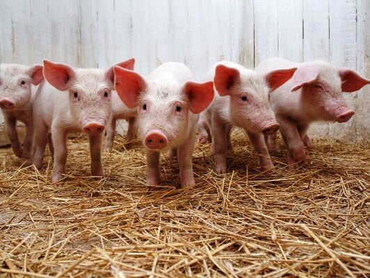 Выращивание свиней на личном подворье, что нужно учесть